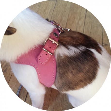 Harnais cuir et laisse en corde marine rose Harnais cuir et laisse en corde marine rose