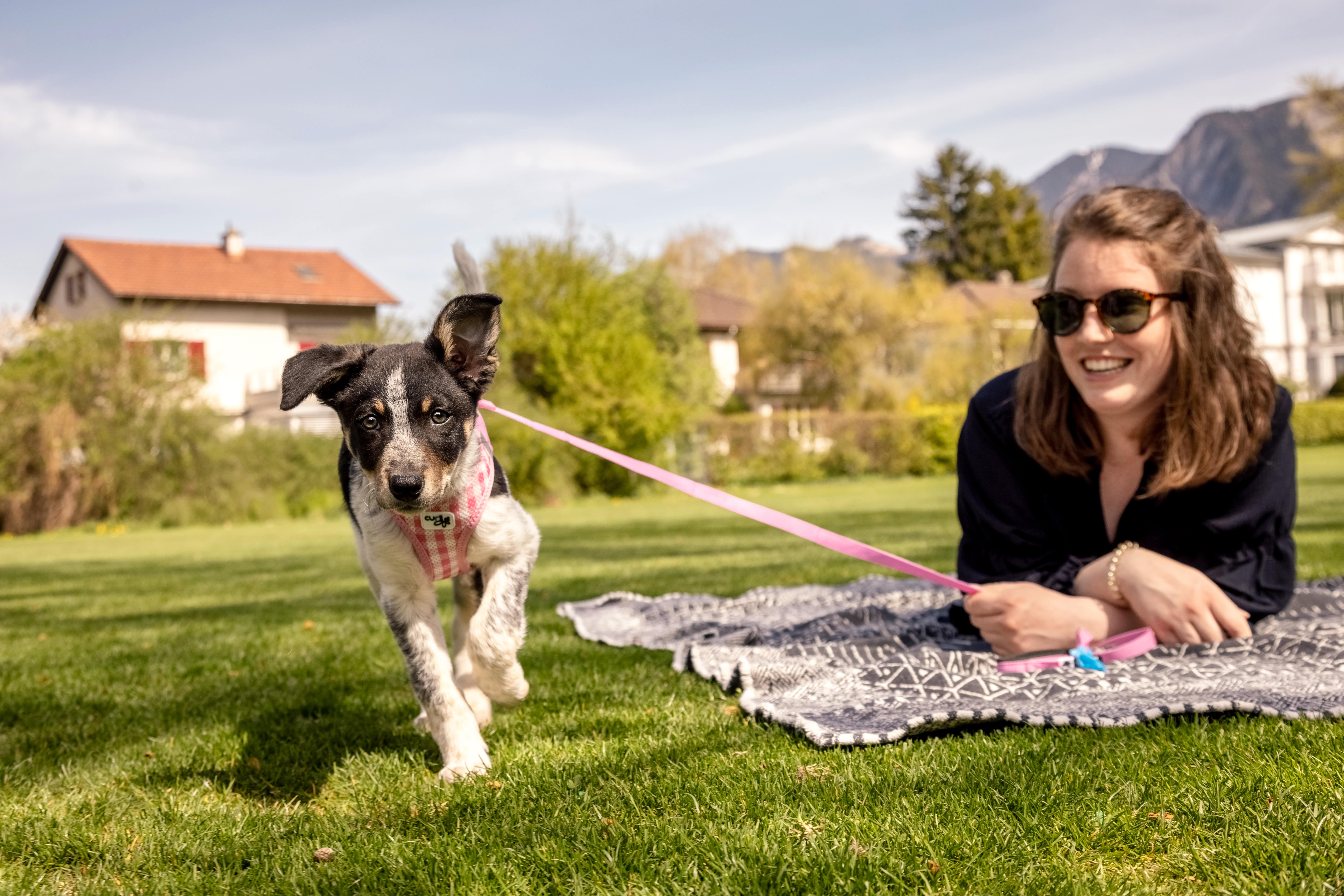 Pourquoi les petites promenades sont essentielles pour un petit chien